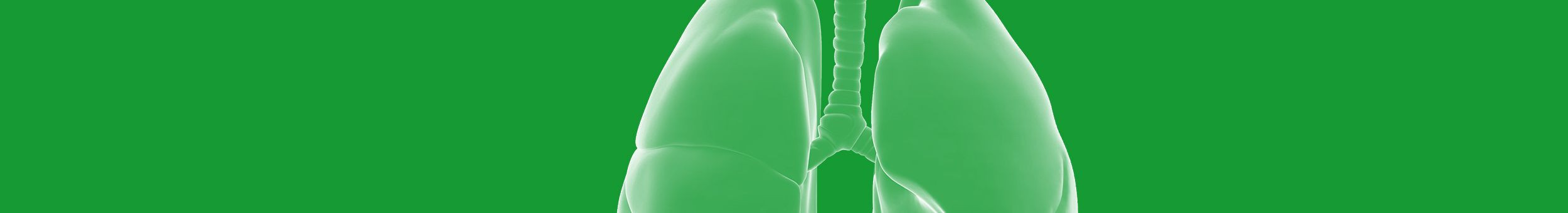 Therapiegebiete Atemwege – Anatomische Darstellung der Atemwege