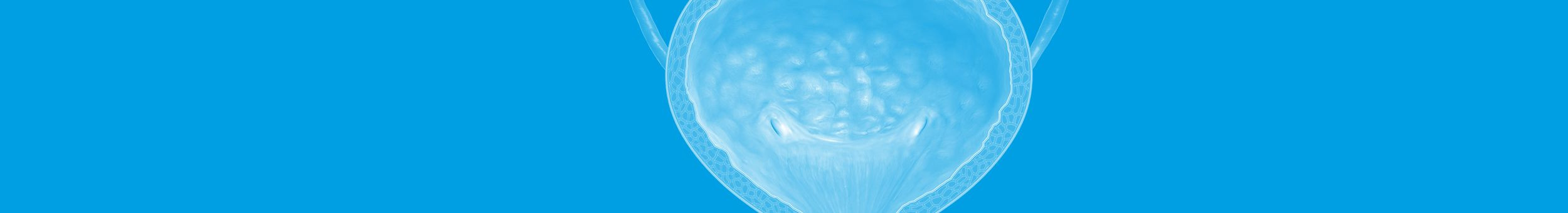 Therapiegebiete Blase – Anatomische Darstellung der Blase